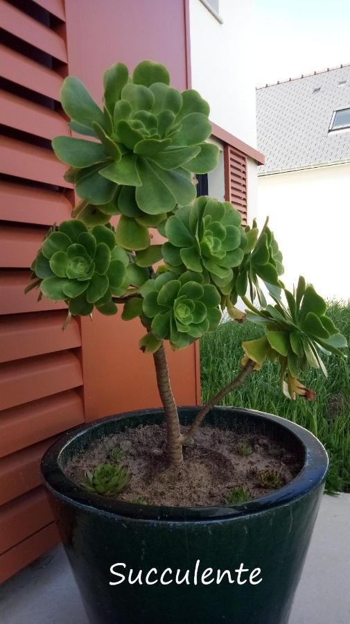 Epiphytes Et Succulentes Apartment Paimpol Exterior photo